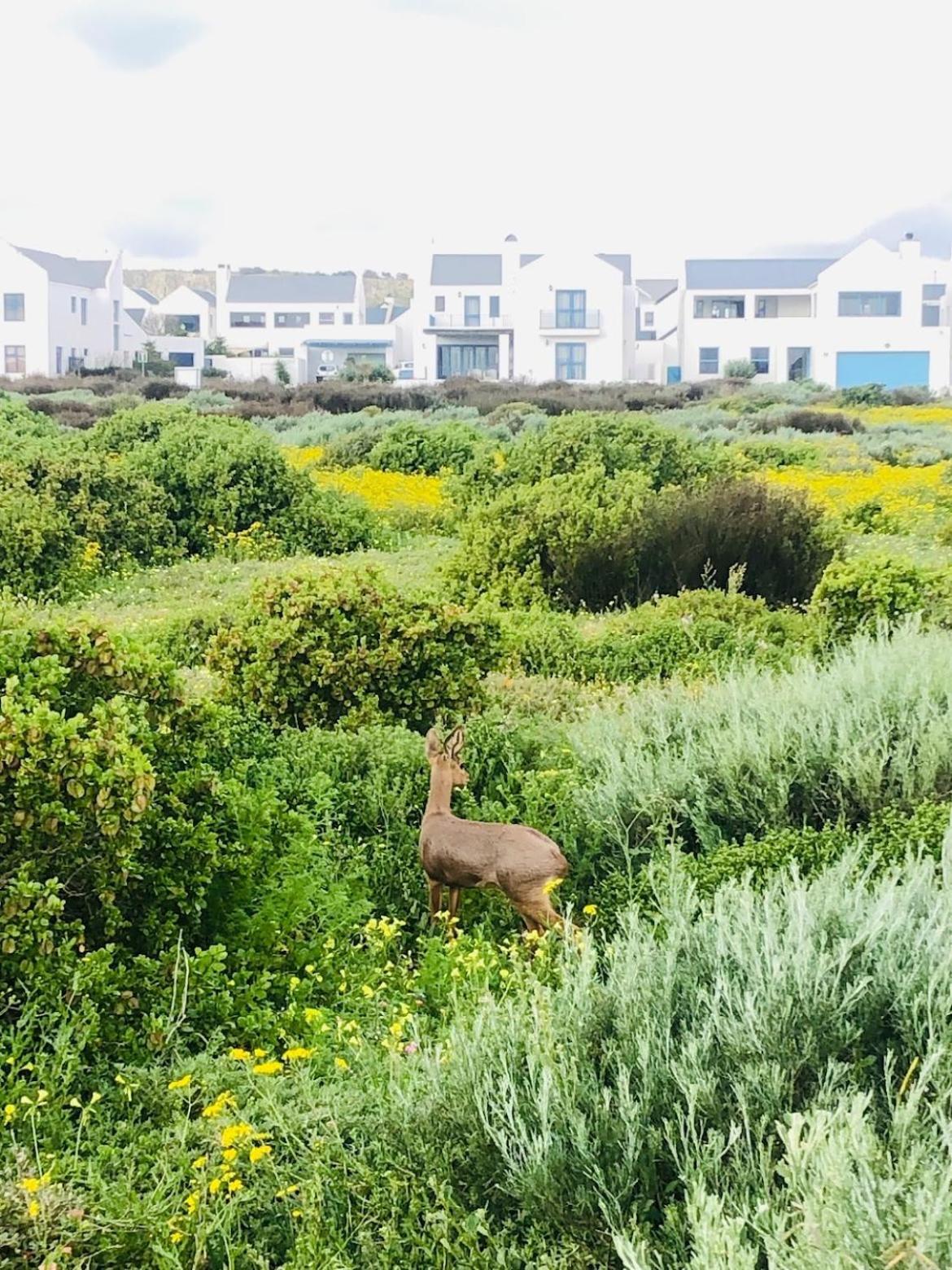 Clam Lagoon Langebaan Exterior foto